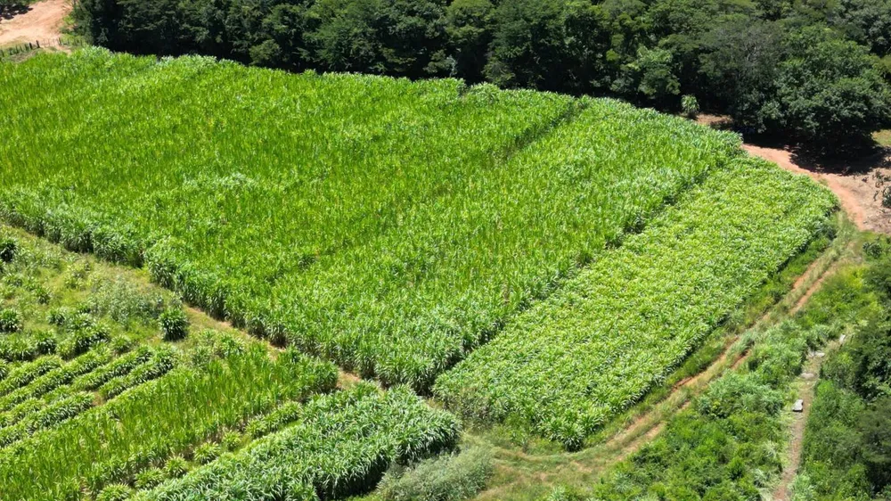 Fazenda, 2366 hectares - Foto 11