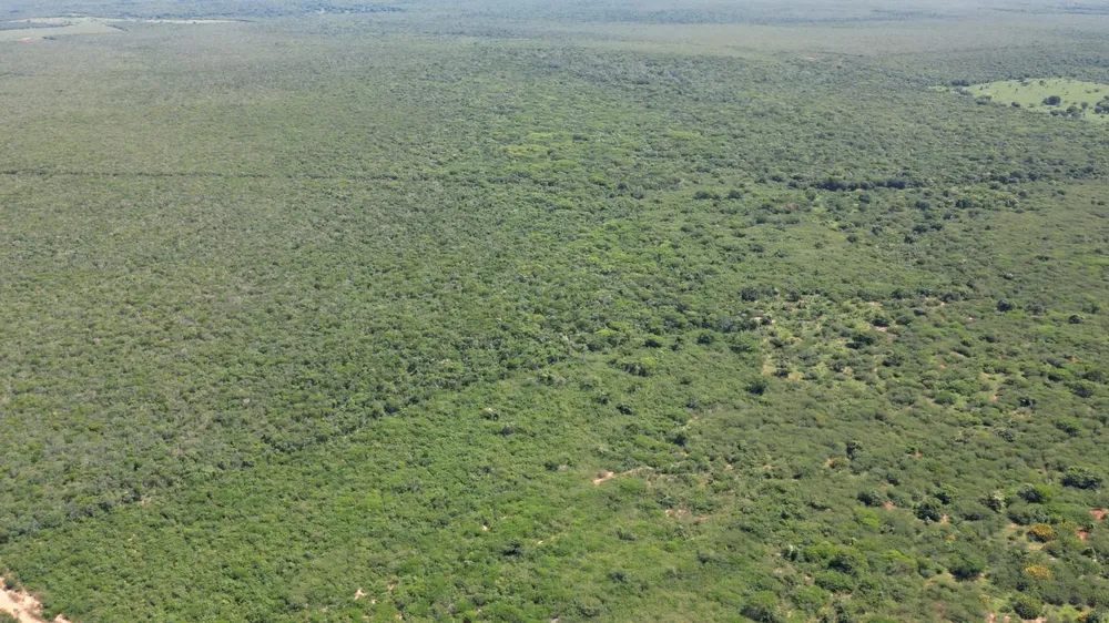 Fazenda, 2366 hectares - Foto 4