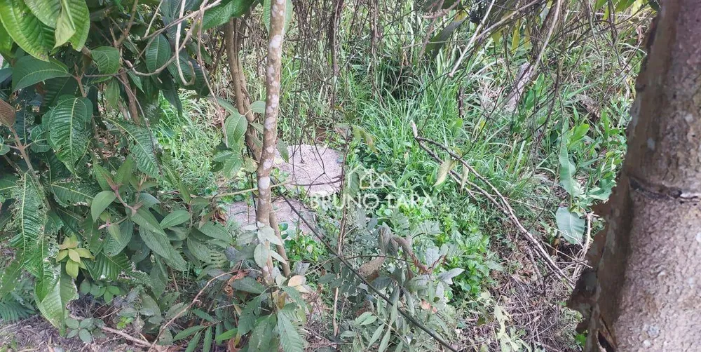 Sítio, 4 quartos, 3 hectares - Foto 15