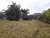 Terreno, 2 hectares - Foto 4