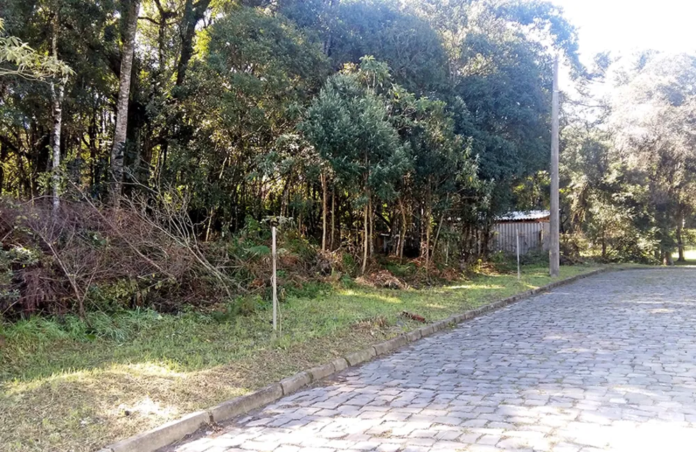 Terreno, 4049 m² - Foto 2