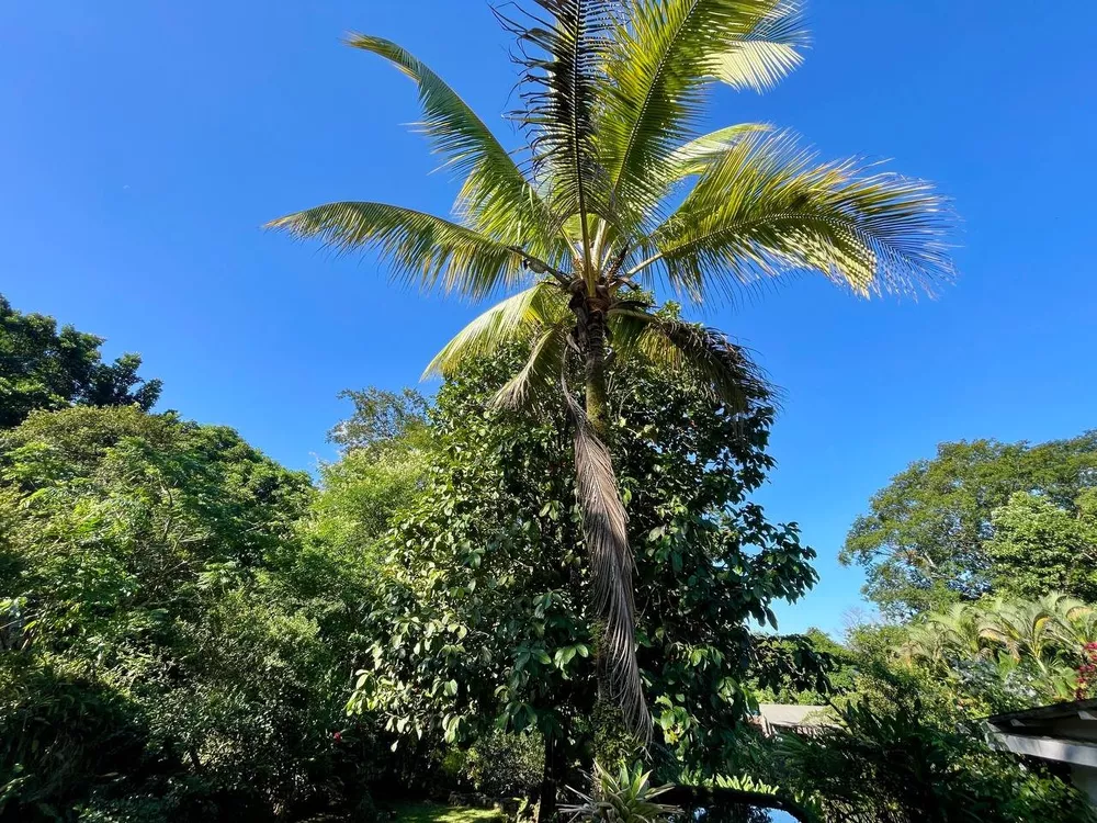 Sítio, 3 quartos, 218 m² - Foto 6