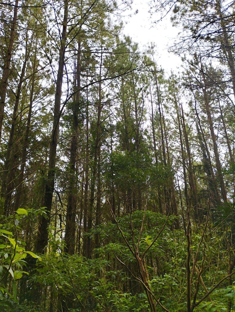 Sítio, 35 m² - Foto 7