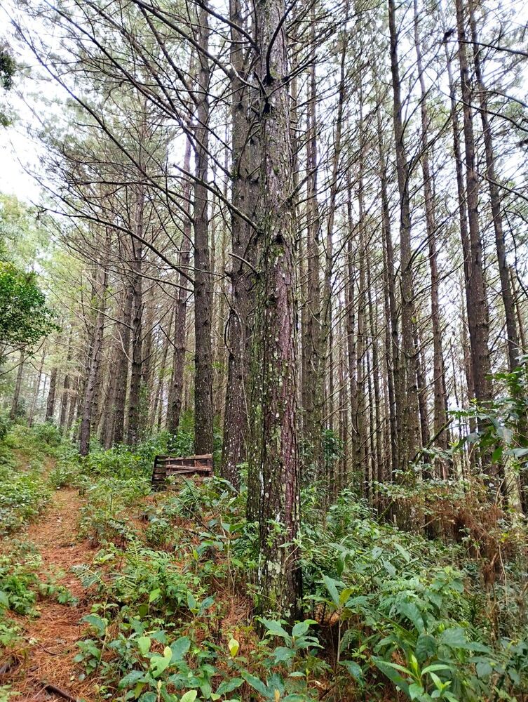 Sítio, 35 m² - Foto 2