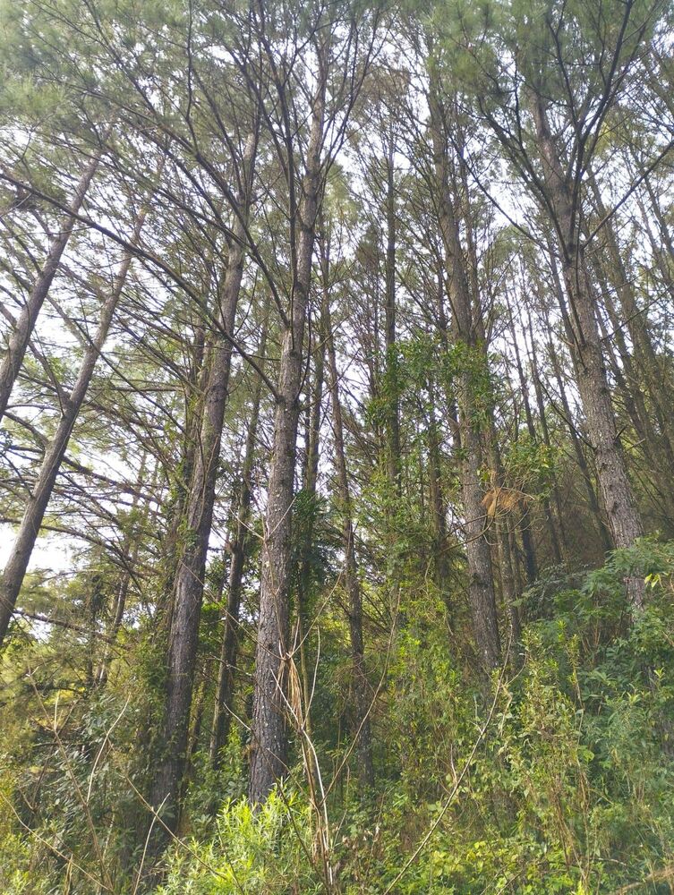 Sítio, 35 m² - Foto 5