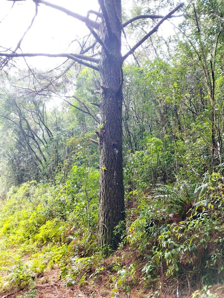 Sítio, 35 m² - Foto 1