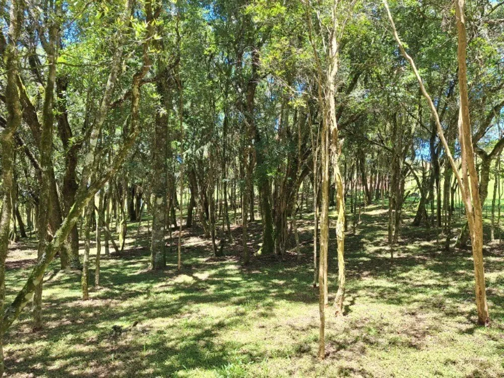 Sítio, 2 hectares - Foto 3