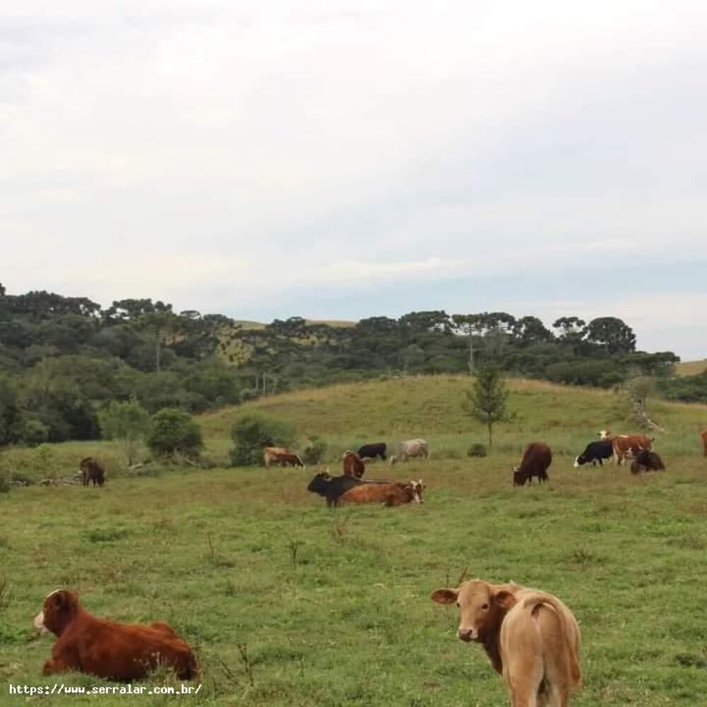 Sítio, 40 m² - Foto 7