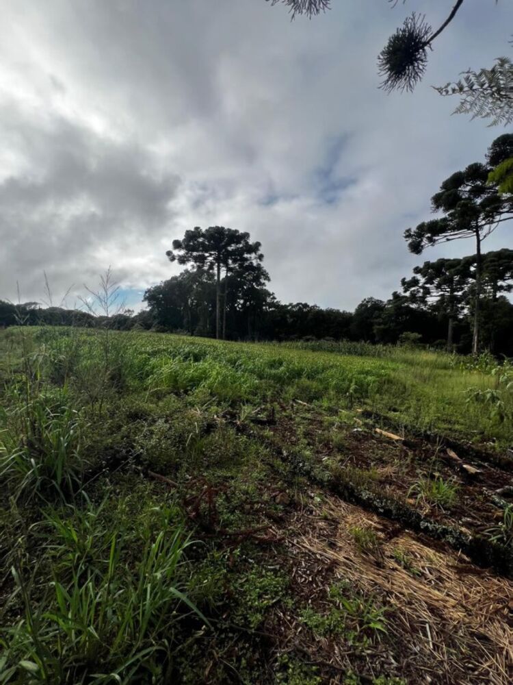 Sítio, 3 quartos, 3 m² - Foto 7