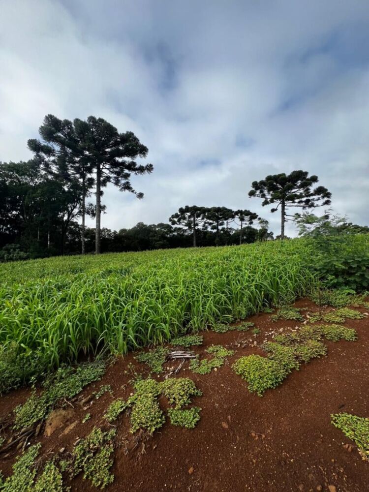 Sítio, 3 quartos, 3 m² - Foto 10