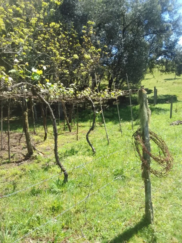 Sítio, 2 quartos, 6 hectares - Foto 2