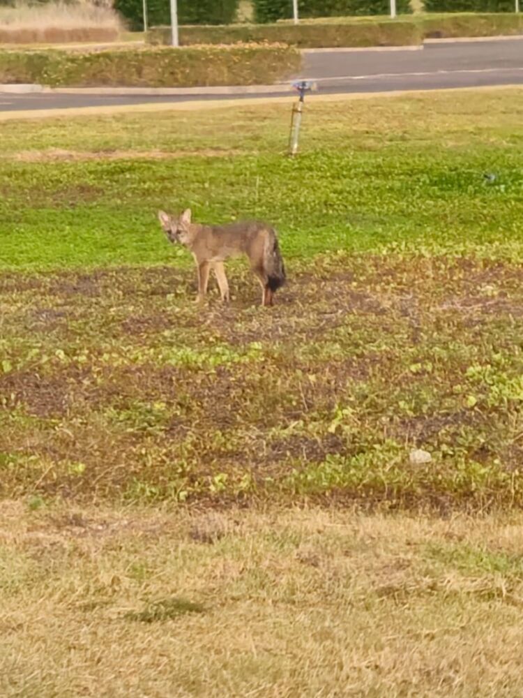 Terreno, 452 m² - Foto 12