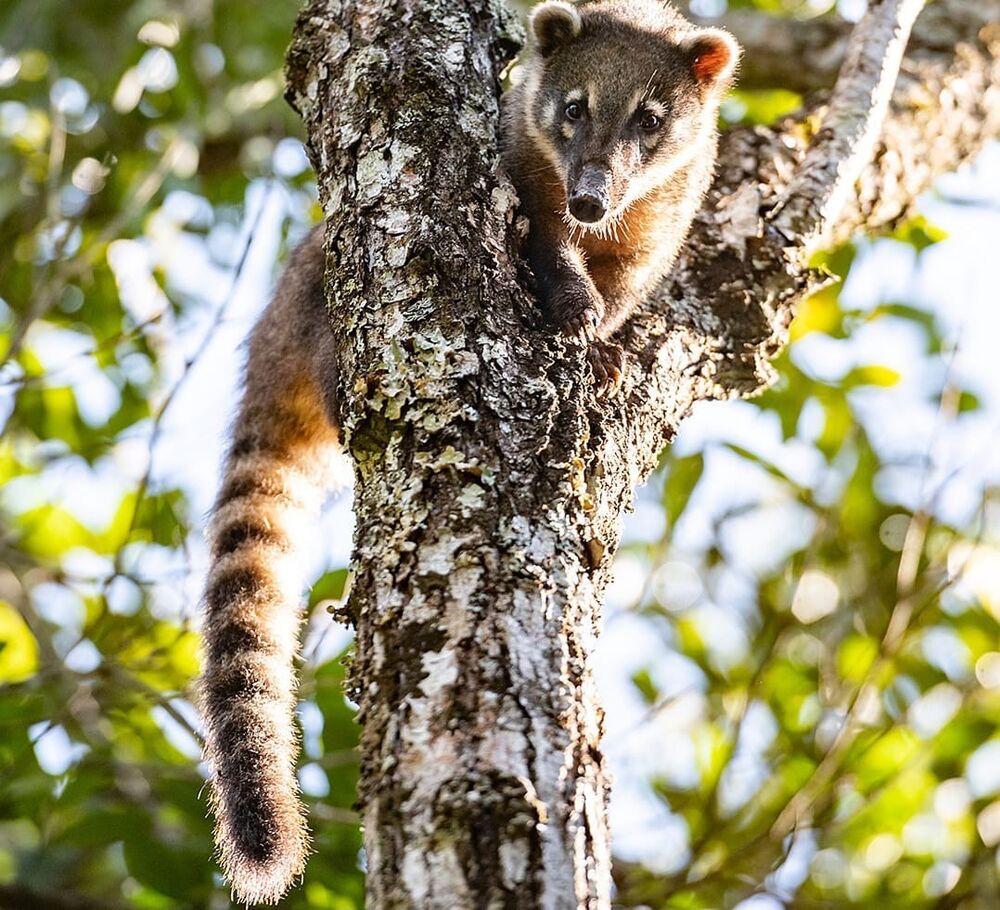 Terreno, 452 m² - Foto 11