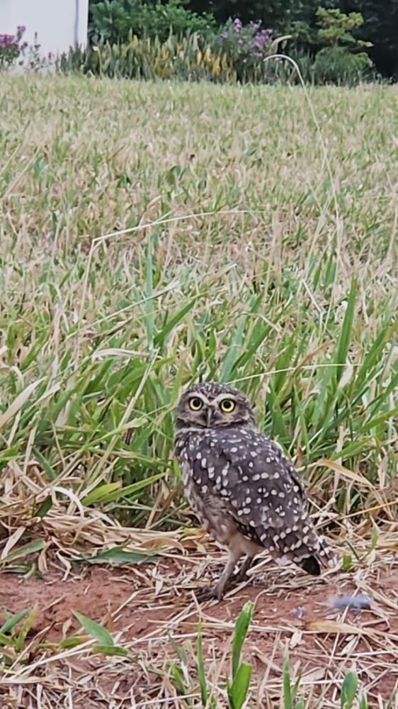 Terreno, 742 m² - Foto 31