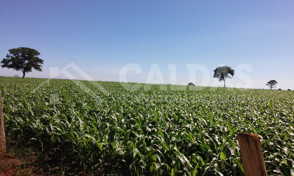Fazenda - Foto 8