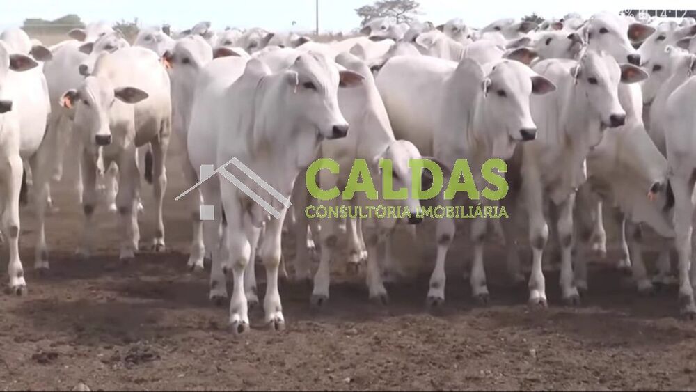 Fazenda, 5 hectares - Foto 4