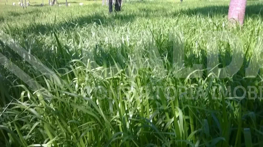 Fazenda - Foto 10