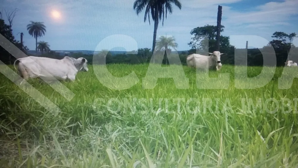 Fazenda - Foto 6