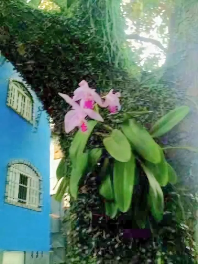 Casa, 6 quartos, 648 m² - Foto 13