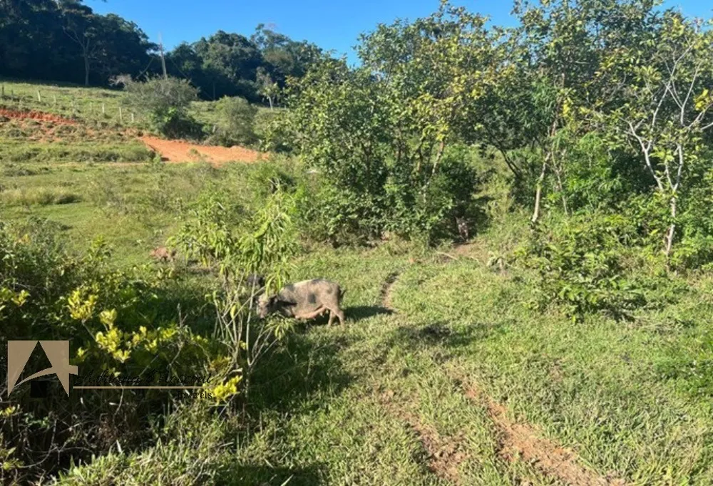 Terreno, 2 hectares - Foto 10