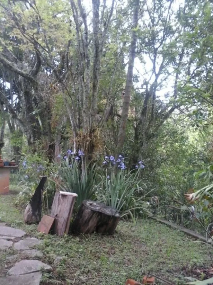 Sítio, 3 quartos, 6 hectares - Foto 2