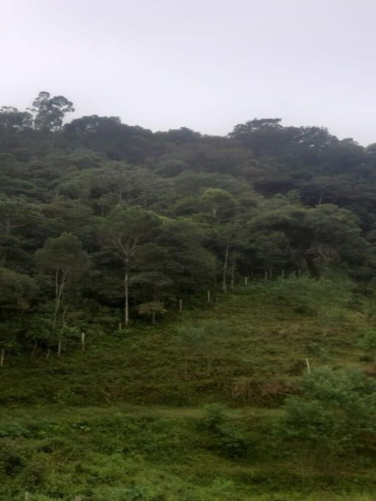 Sítio, 3 quartos, 4 hectares - Foto 10