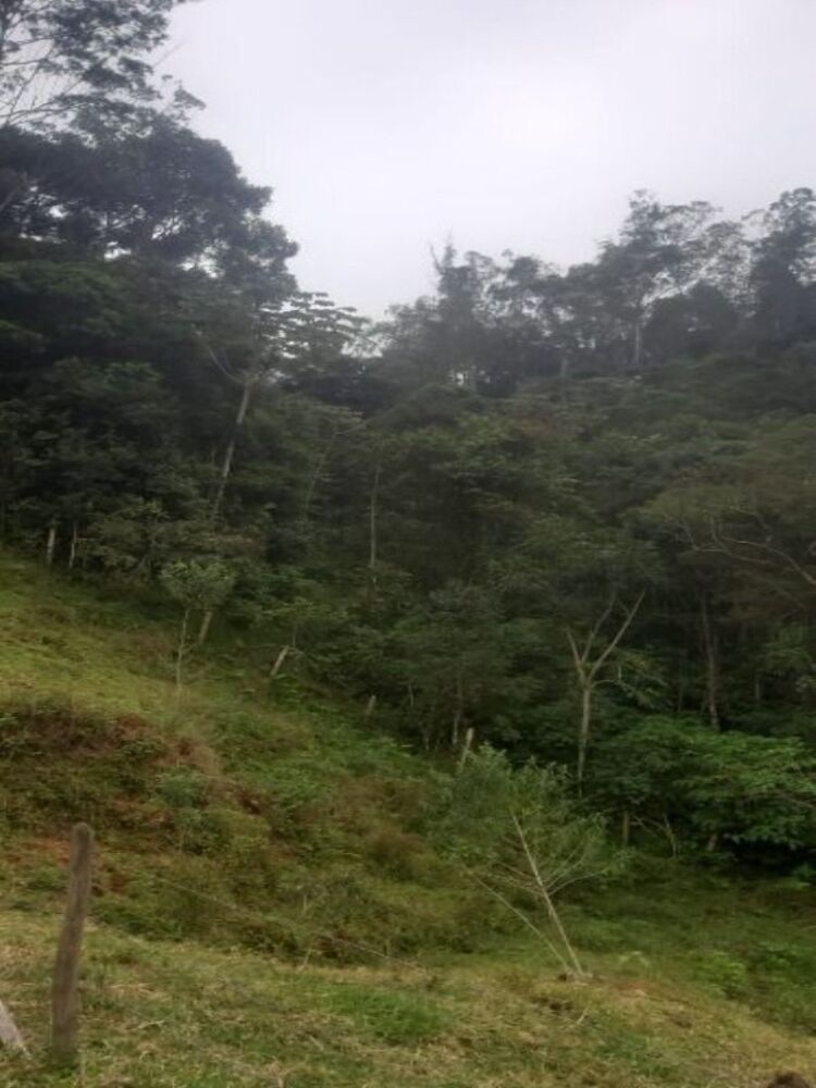 Sítio, 3 quartos, 4 hectares - Foto 9