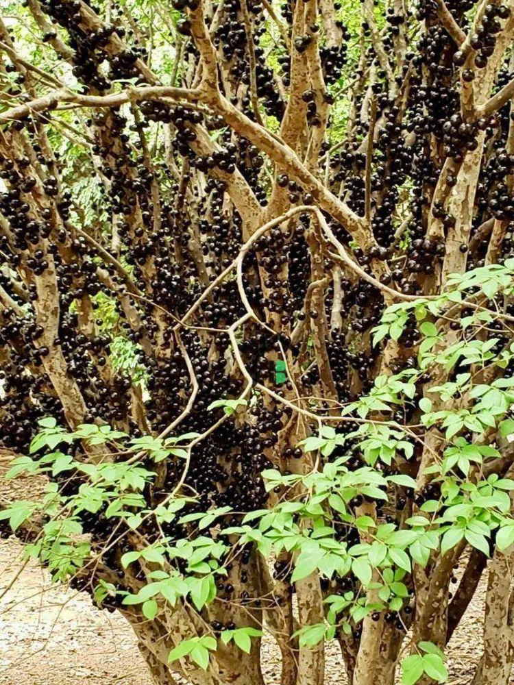 Fazenda, 15 hectares - Foto 12