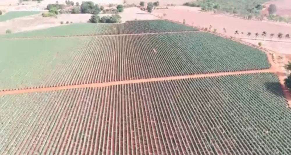 Fazenda, 47 hectares - Foto 7