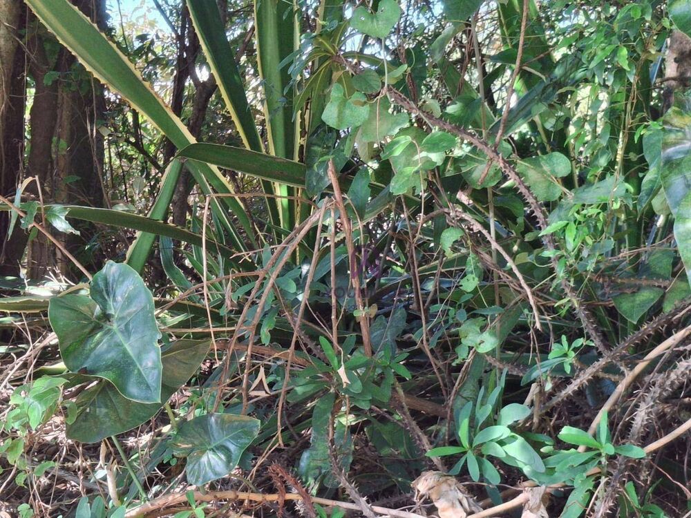 Terreno, 1480 m² - Foto 4