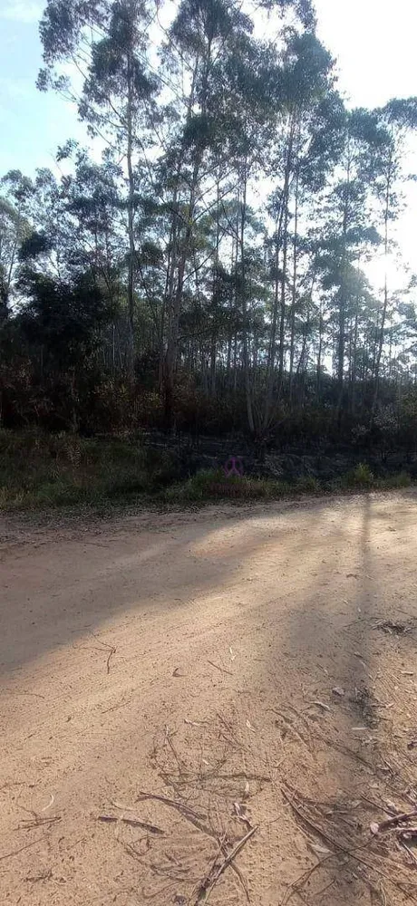 Sítio, 27 hectares - Foto 14