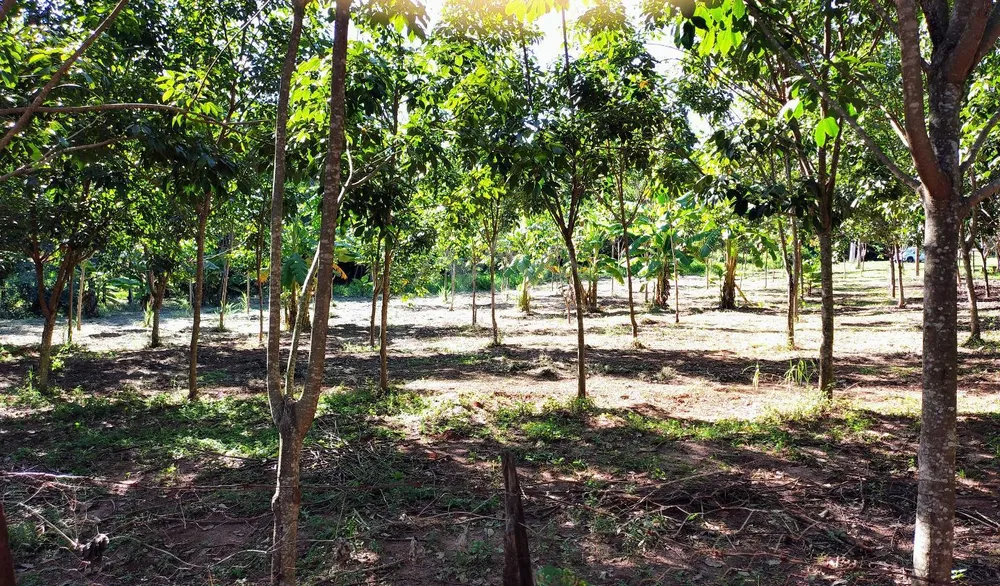 Sítio, 3 hectares - Foto 10