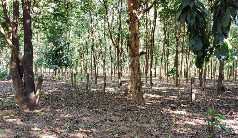 Sítio, 3 hectares - Foto 12