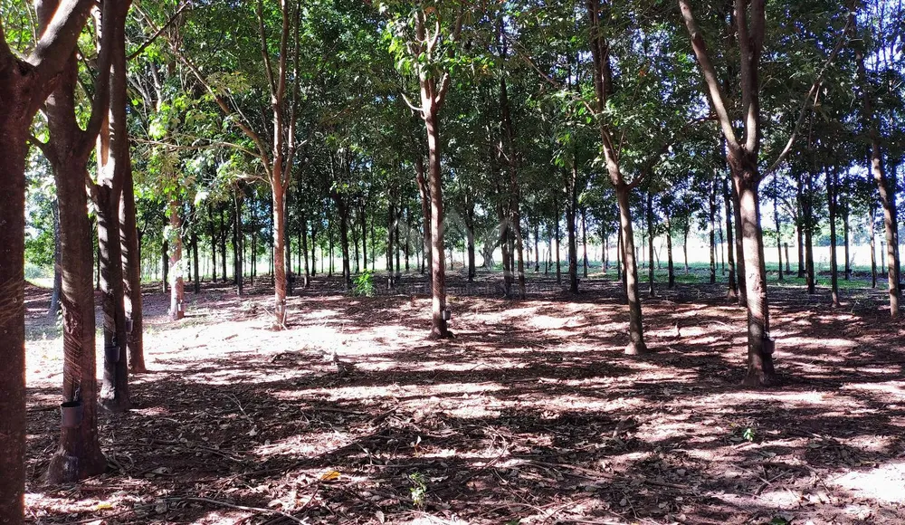 Sítio, 3 hectares - Foto 11