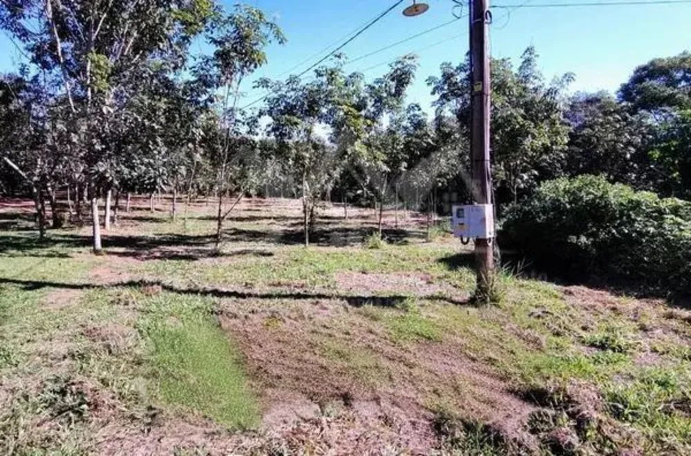 Sítio, 3 hectares - Foto 3