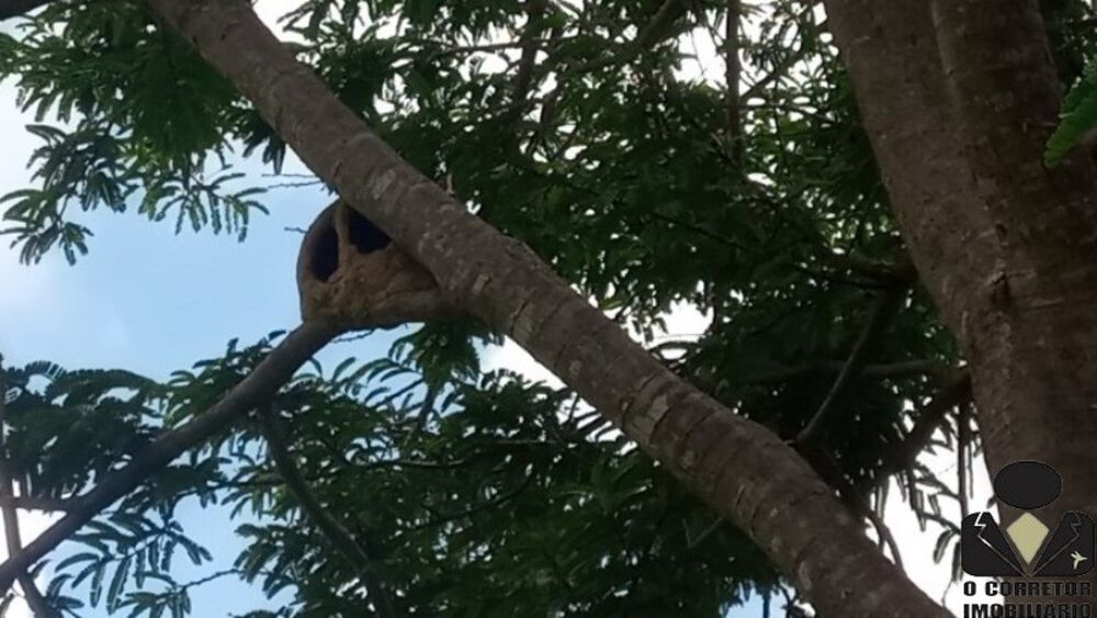 Terreno, 2 hectares - Foto 4