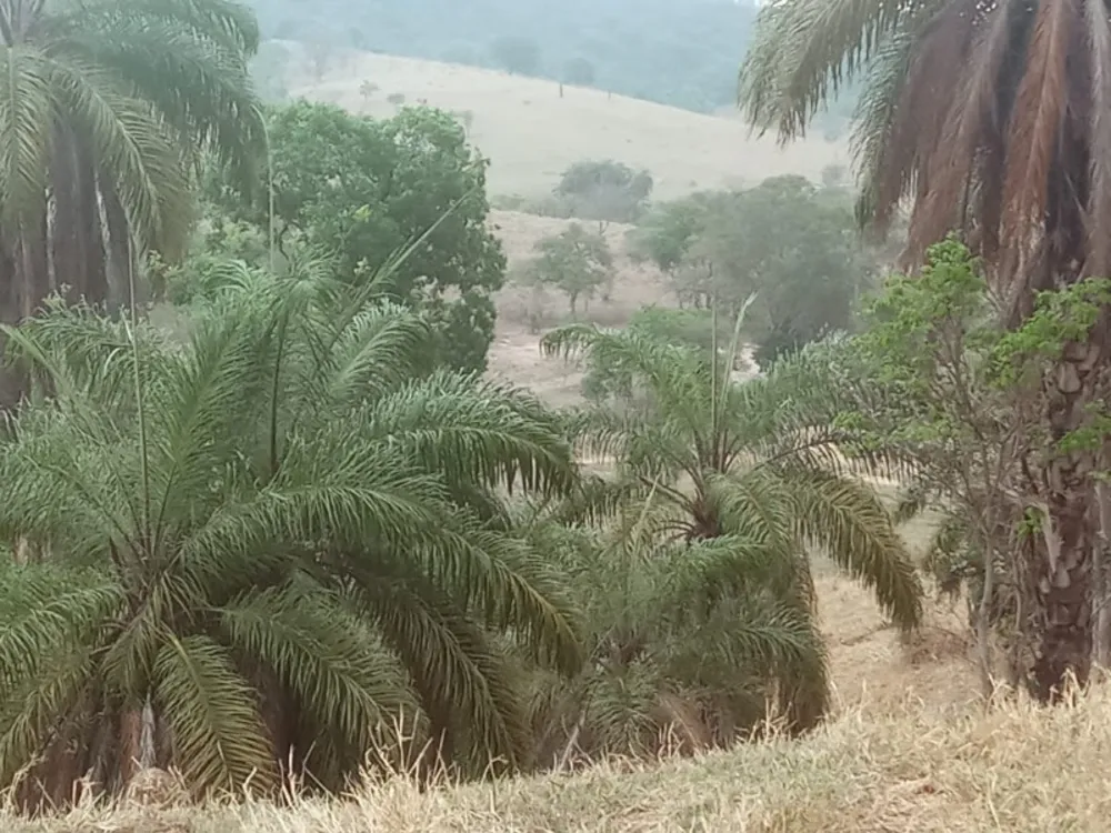 Chácara, 2 hectares - Foto 10