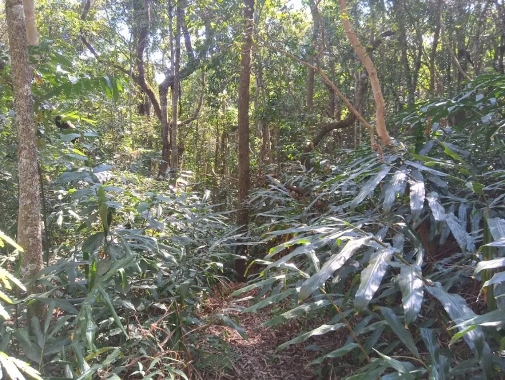 Terreno, 2 hectares - Foto 1