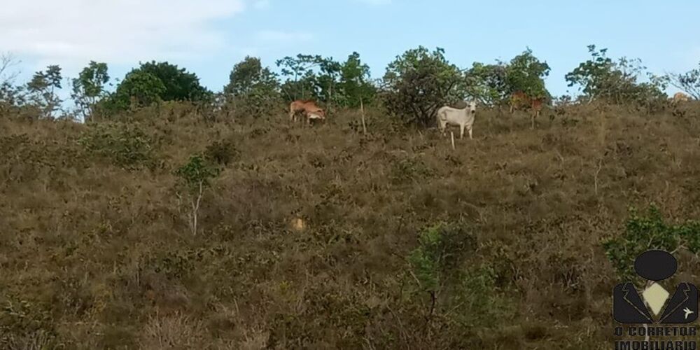 Chácara, 2 hectares - Foto 2