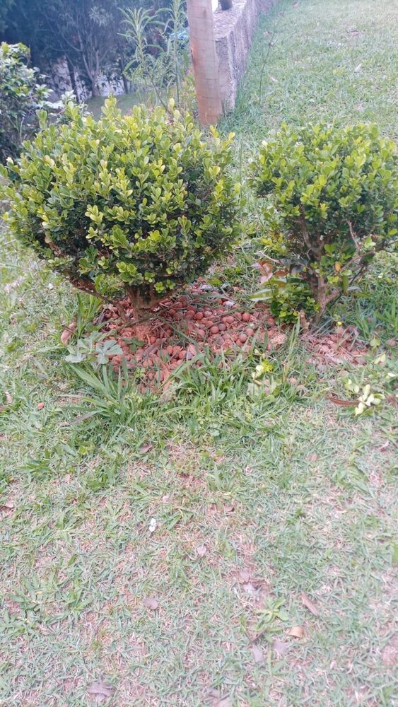 Chácara, 2 quartos, 3100 m² - Foto 2