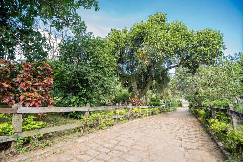 Sítio, 4 hectares - Foto 8