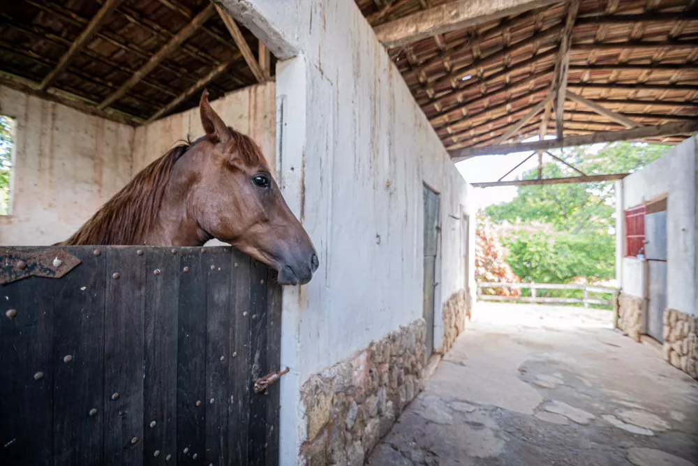 Sítio, 4 hectares - Foto 15