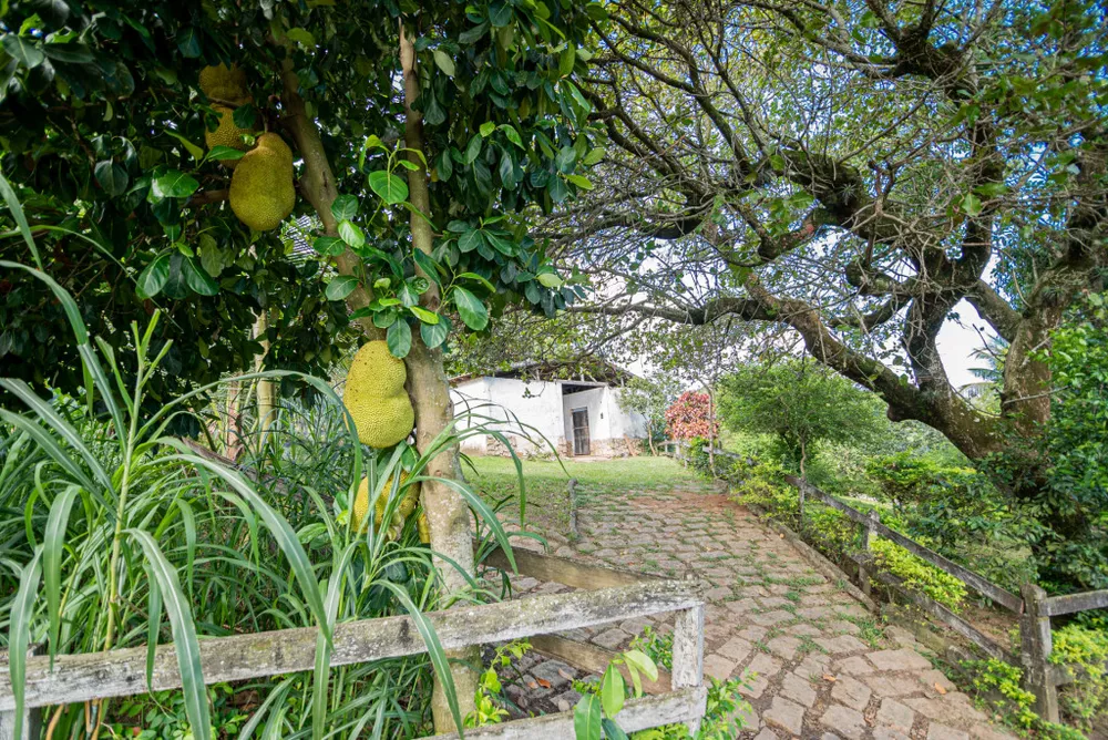 Sítio, 4 hectares - Foto 9