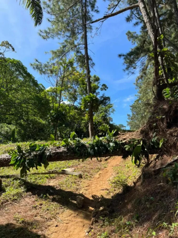 Terreno, 3 hectares - Foto 12