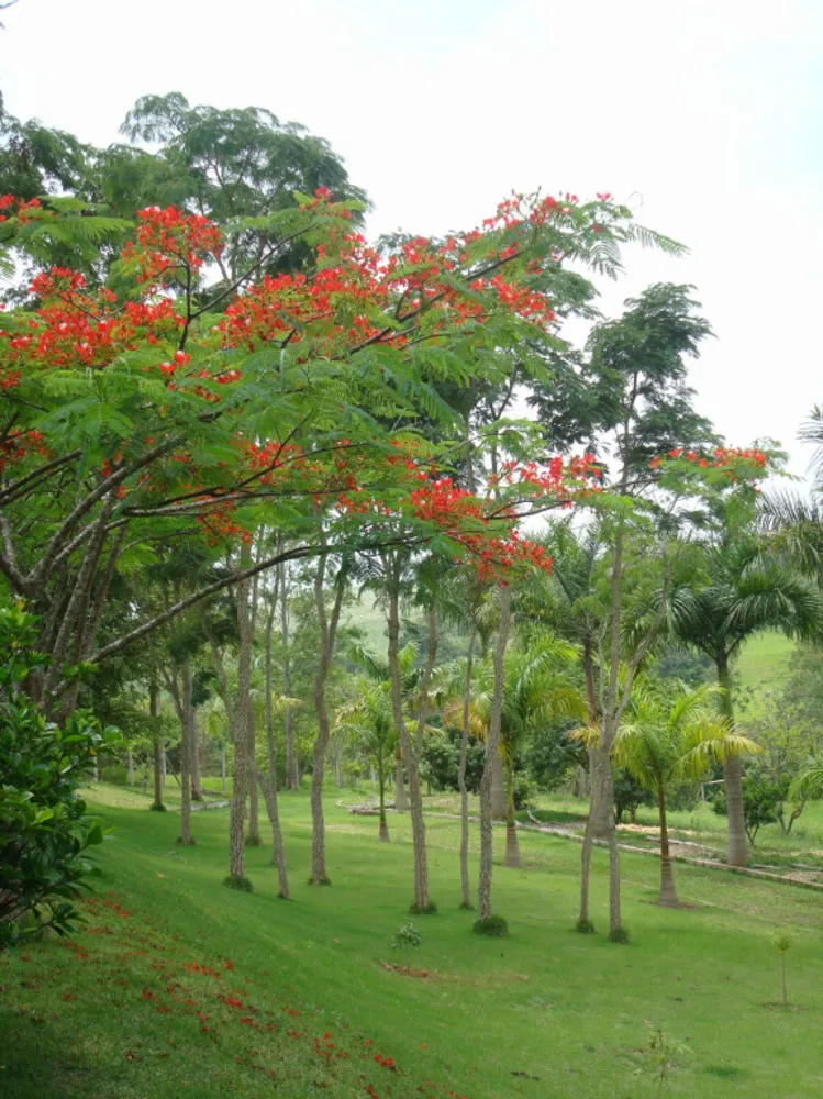 Chácara, 5 quartos, 2 hectares - Foto 4