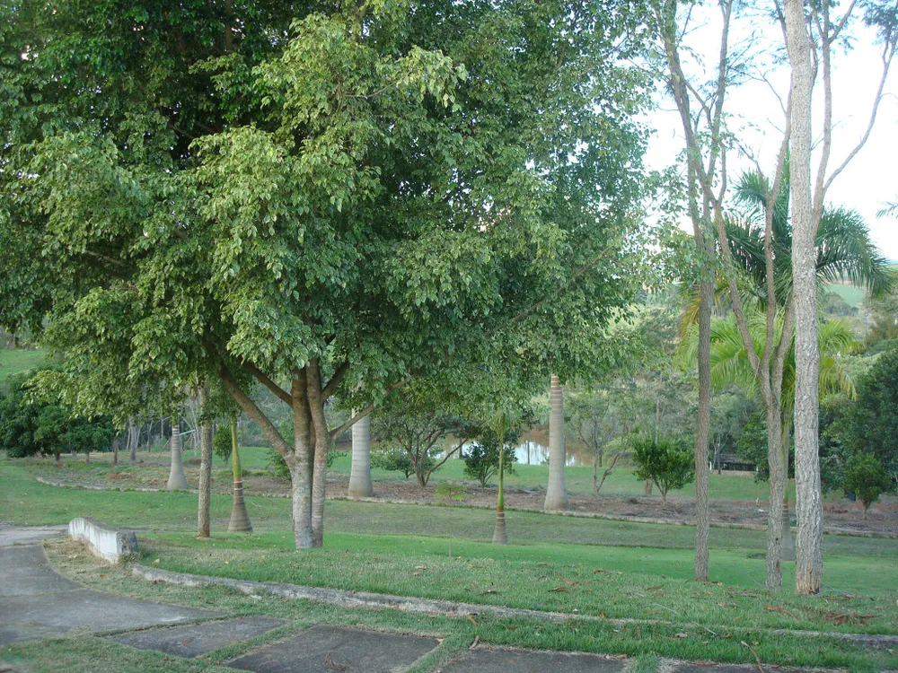 Chácara, 5 quartos, 2 hectares - Foto 20