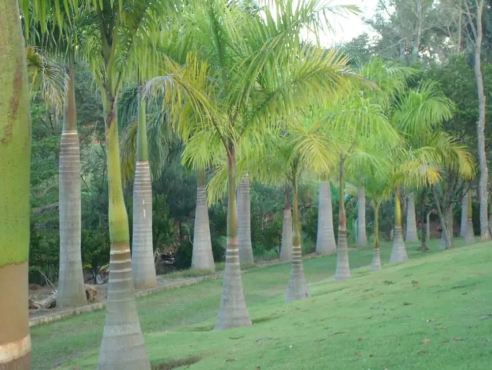 Chácara, 5 quartos, 2 hectares - Foto 3