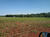 Chácara, 8 hectares - Foto 4