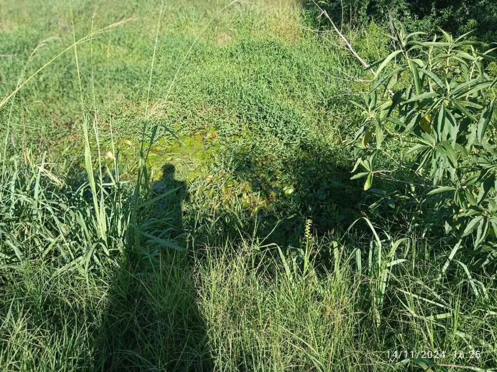 Sítio, 8 hectares - Foto 14