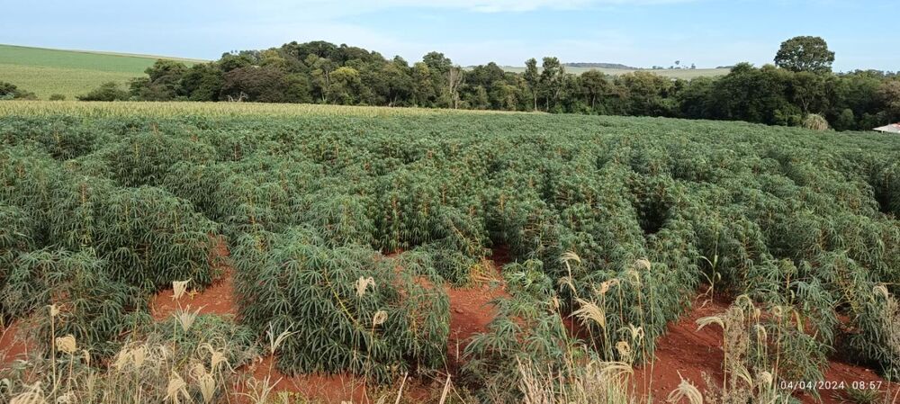Chácara, 10000 m² - Foto 3